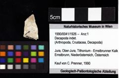 Foto (Objket + Etiketten) von Cracensigillatus acutirostris (Moericke, 1889) 